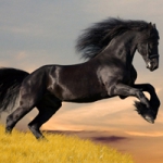 奔跑骏马高清头像图片