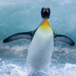 可爱憨憨的企鹅头像图片大全