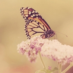 唯美蝶恋花头像图片大全,蝴蝶恋花图片头像