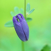 唯美清新花儿qq头像图片