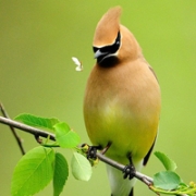 小鸟头像唯美qq图片大全