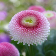 唯美花花草草qq头像图片大全