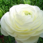 春暖花开花朵唯美头像图片