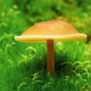 唯美清新蘑菇qq头像图片大全