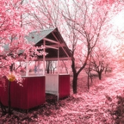 又到樱花绽放时,唯美风景樱花头像图片