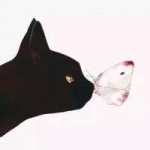动漫猫咪个性头像图片