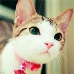 小猫咪可爱萌头像图片