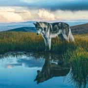 唯美意境狼头像图片