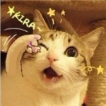 可爱超萌的瓜皮猫头像图片大全