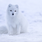 白狐头像图片大全,真实好看的白色狐狸