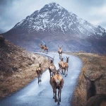 鹿意境风景头像图片