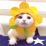 软萌情头一左一右可爱猫咪图片