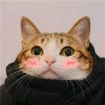 超萌的可爱猫咪情头一左一右