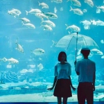水族馆约会背影情头图片