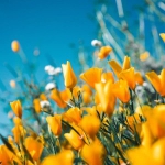 清新春暖花开头像图片