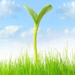 简单一棵绿芽清新头像图片