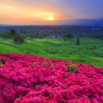 唯美一半红一半绿风景头像图片