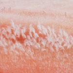 唯美芦苇丛高清风景头像图片