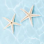 清新两只海星头像图片