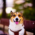 唯美可爱小狗头像图片精选