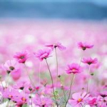 小清新花草qq头像图片大全