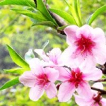 唯美清新桃花头像图片大全