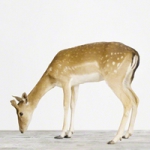 QQ头像动物简单图片大全