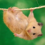 QQ头像老鼠可爱超萌图片大全