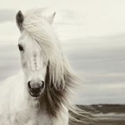 骏马真马头像图片大全