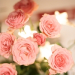 微信唯美花朵头像图片