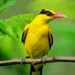 颜色鲜艳的小鸟头像图片大全