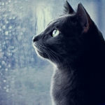 诡异高冷孤独黑猫头像图片