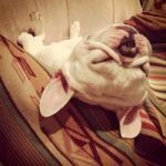 蠢萌可爱沙皮狗qq头像图片