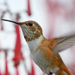 清新蜂鸟头像图片大全