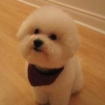 qq温顺可爱狗狗头像图片