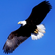 霸气老鹰头像图片大全