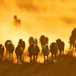 一群马奔腾的头像图片