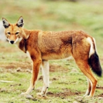 草原上真实狼头像图片