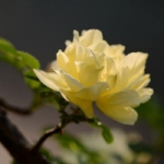 不同颜色月季花头像图片大全