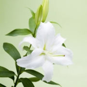 唯美百合花头像图片大全