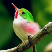 真实翠鸟头像图片大全