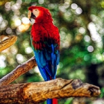 唯美鹦鹉qq头像图片大全