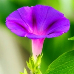 清新朝颜花牵牛花头像图片大全