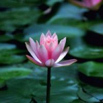 QQ头像荷花莲花图片大全