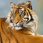 真实老虎qq头像图片大全