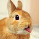 qq可爱清新小动物头像图片大全