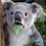 超萌可爱考拉头像图片大全