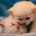 相亲相爱治愈系动物头像图片