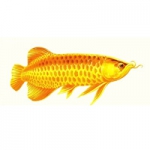 金龙鱼QQ头像图片大全