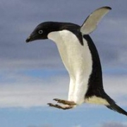 可爱飞翔的企鹅QQ头像图片大全